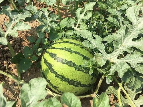 明宇在线吃瓜免费观看,免费吃瓜盛宴,畅享娱乐新体验 第2张 明宇在线吃瓜免费观看,免费吃瓜盛宴,畅享娱乐新体验 第2张